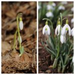 Celebrating Spring Bulbs - From Bud to Bloom