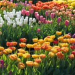 How We Select the Best Flower Bulbs for Your Spring Garden