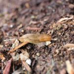 6 Ways to Control Garden Slugs and Snails