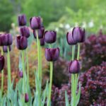 Aftercare Tips for Spring Bulbs