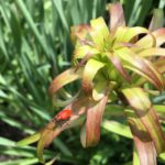 How to Control Red Lily Leaf Beetles