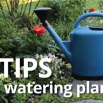 Best Practices for Watering Plants