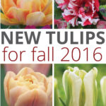 New Tulip Bulbs for Fall 2016