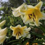 Know Your Lilies: Asiatics, Orientals, Trumpets and More!