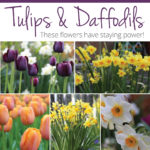 Long-Lasting Tulips and Daffodils? Start Here