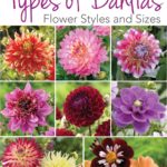 Know Your Dahlias: Flower Styles and Sizes