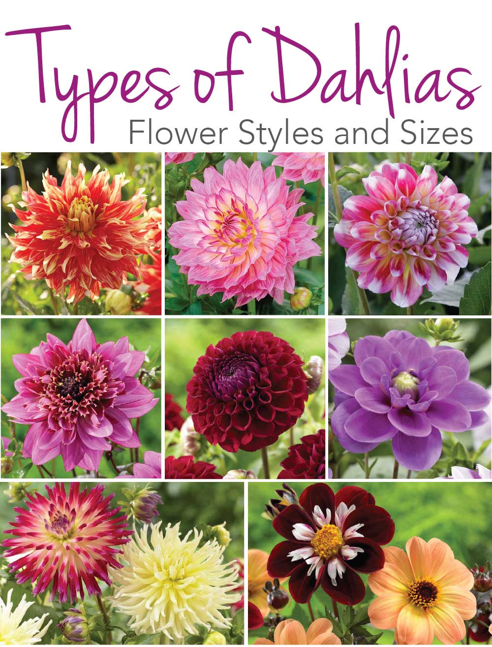 Know Your Dahlias Flower Styles and Sizes Longfield Gardens