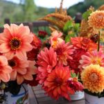 Top Performing Dahlias for Summer 2016