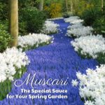 Muscari: The Special Sauce for Your Spring Garden
