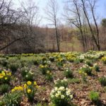 Best Daffodils for Naturalizing