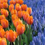 Where to Plant Fall Bulbs: There's Always Room for More