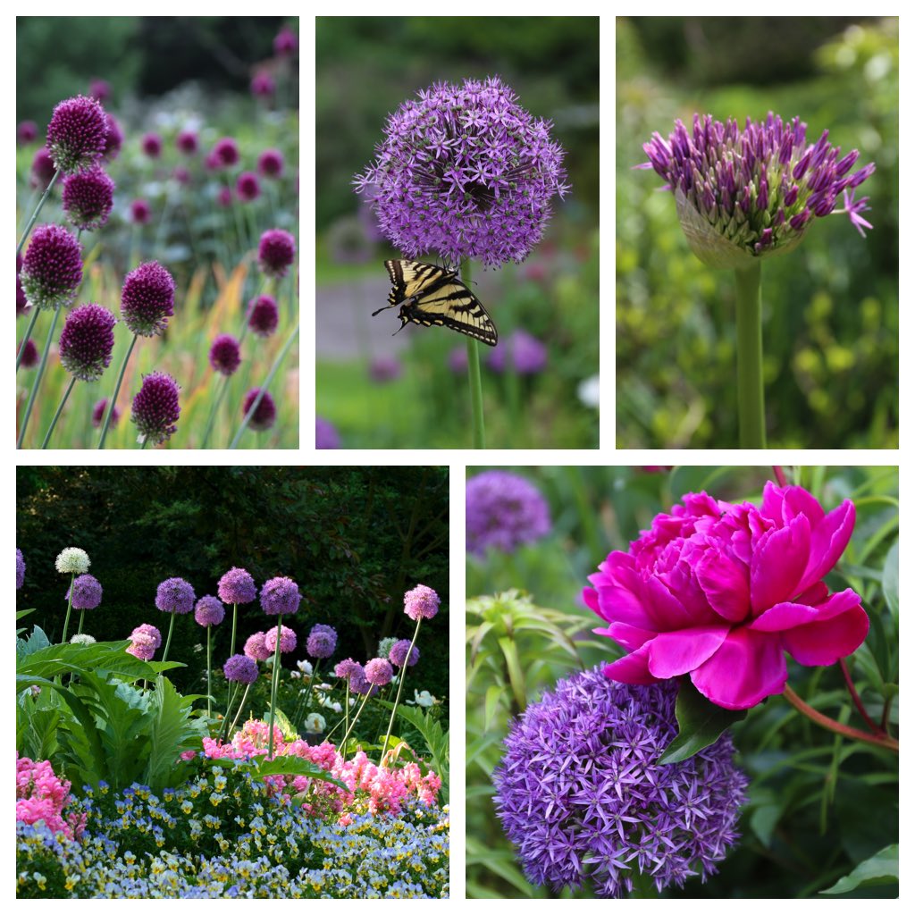 Bloom Time Chart for Allium Bulbs Longfield Gardens
