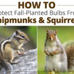 How to Protect Fall Bulbs From Chipmunks and Squirrels