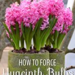 How to Force Hyacinth Bulbs for Indoor Flowers