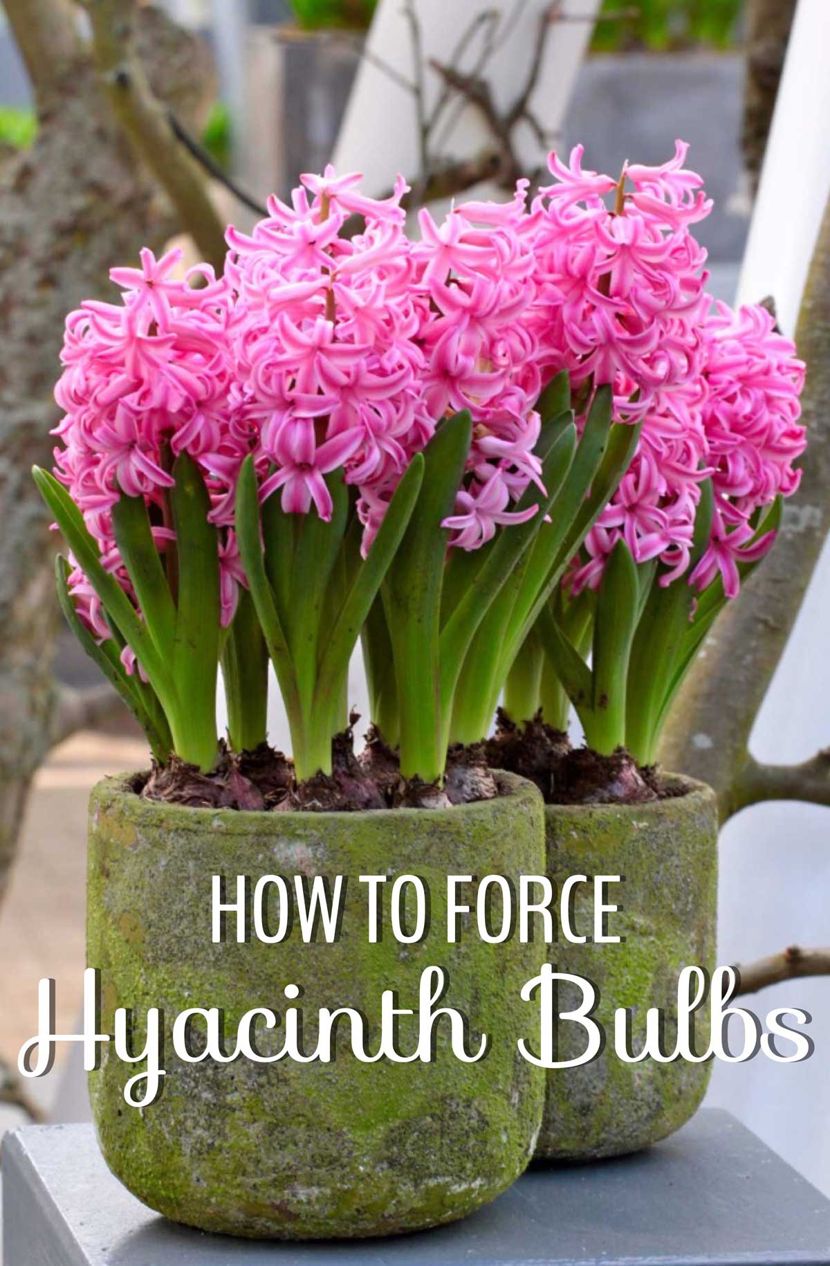 How to Force Hyacinth Bulbs for Indoor Flowers Longfield Gardens