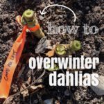 How to Overwinter Dahlias