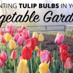 Planting Tulip Bulbs in Your Vegetable Garden