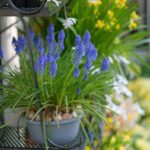 Growing Muscari in Containers