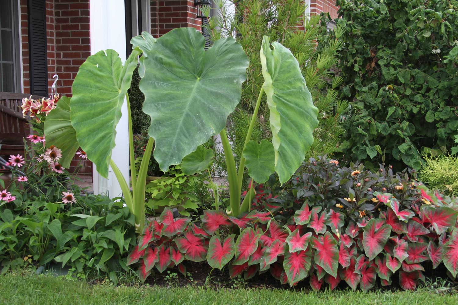 Shake Up Your Garden With Elephant Ears