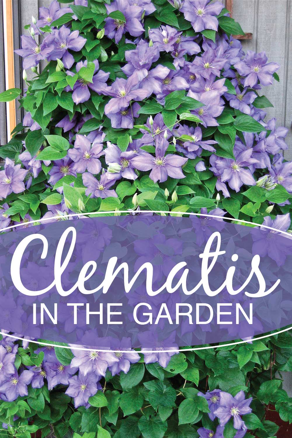 Give Your Garden a Lift with Clematis