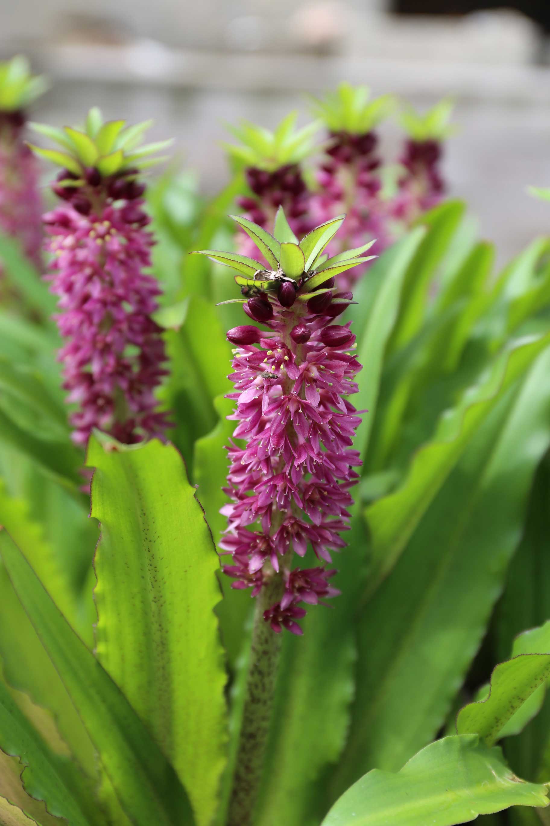 Eucomis: Pineapple Lilies for Your Patio
