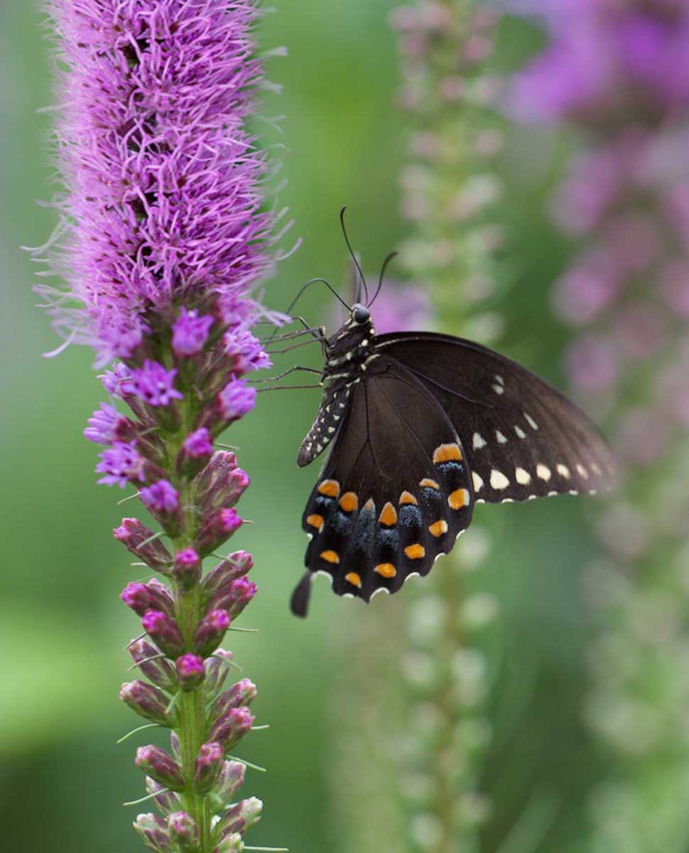 Attract Butterflies to Your Garden with Liatris