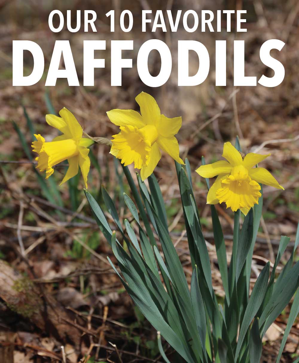Our Top 10 Daffodils and Why We Love Them