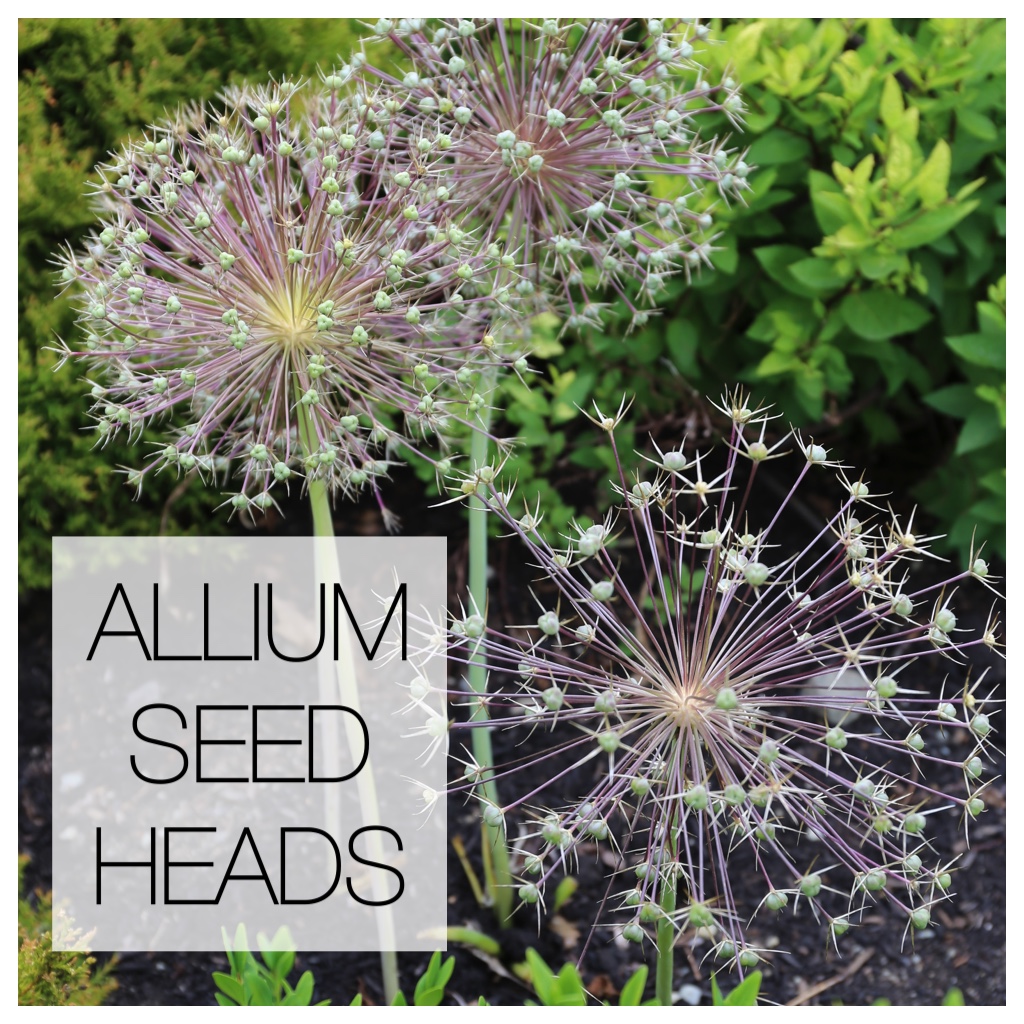 Another Reason to Love Ornamental Alliums: Seed Heads!