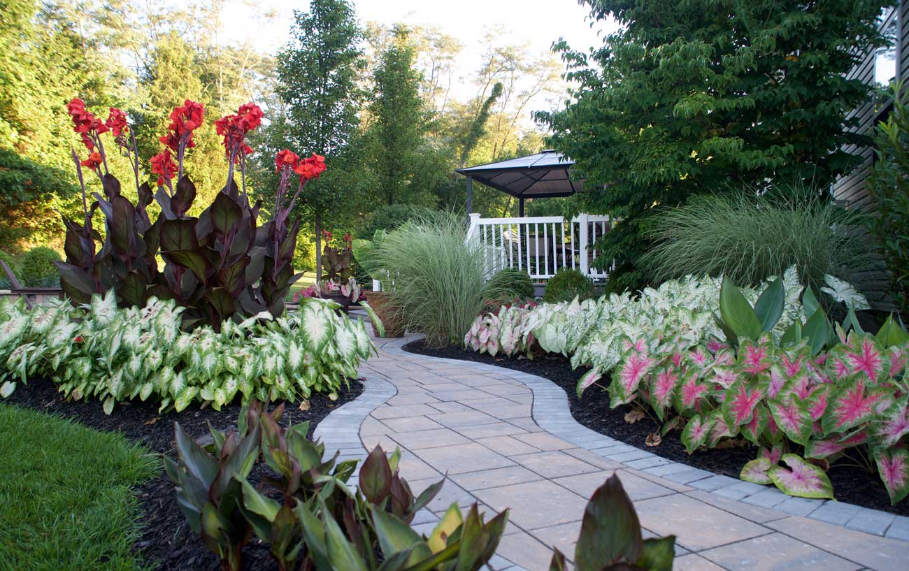 Landscaping Made Easy With Caladiums