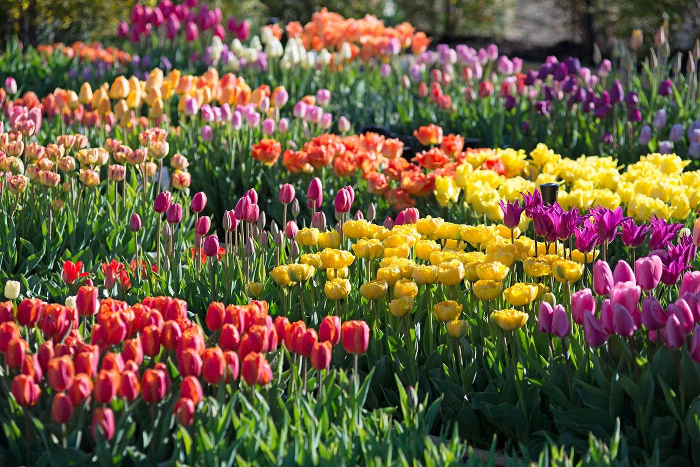 How Was Your Spring Bulb Garden?