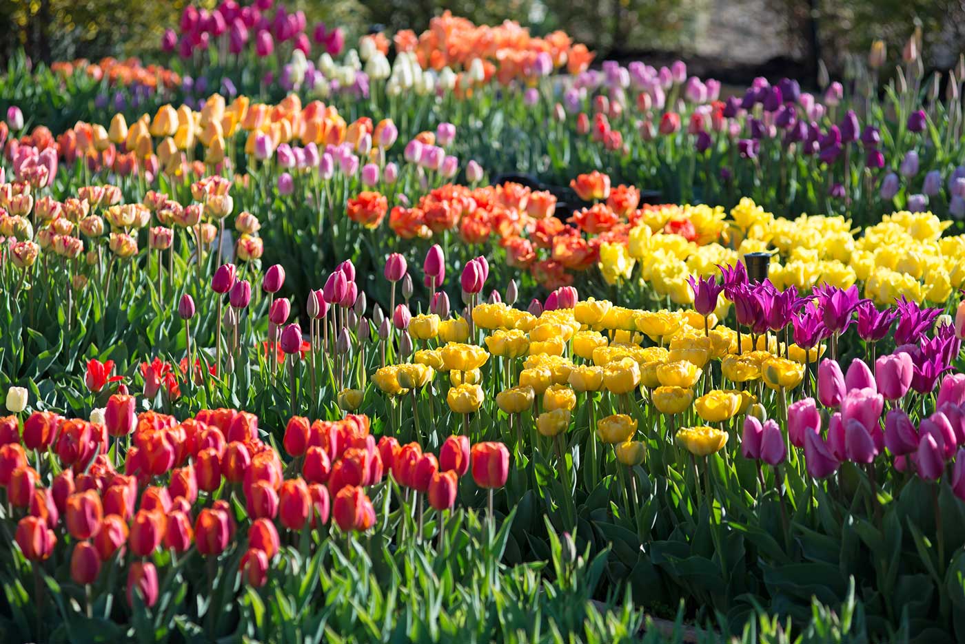 How Was Your Spring Bulb Garden? Longfield Gardens