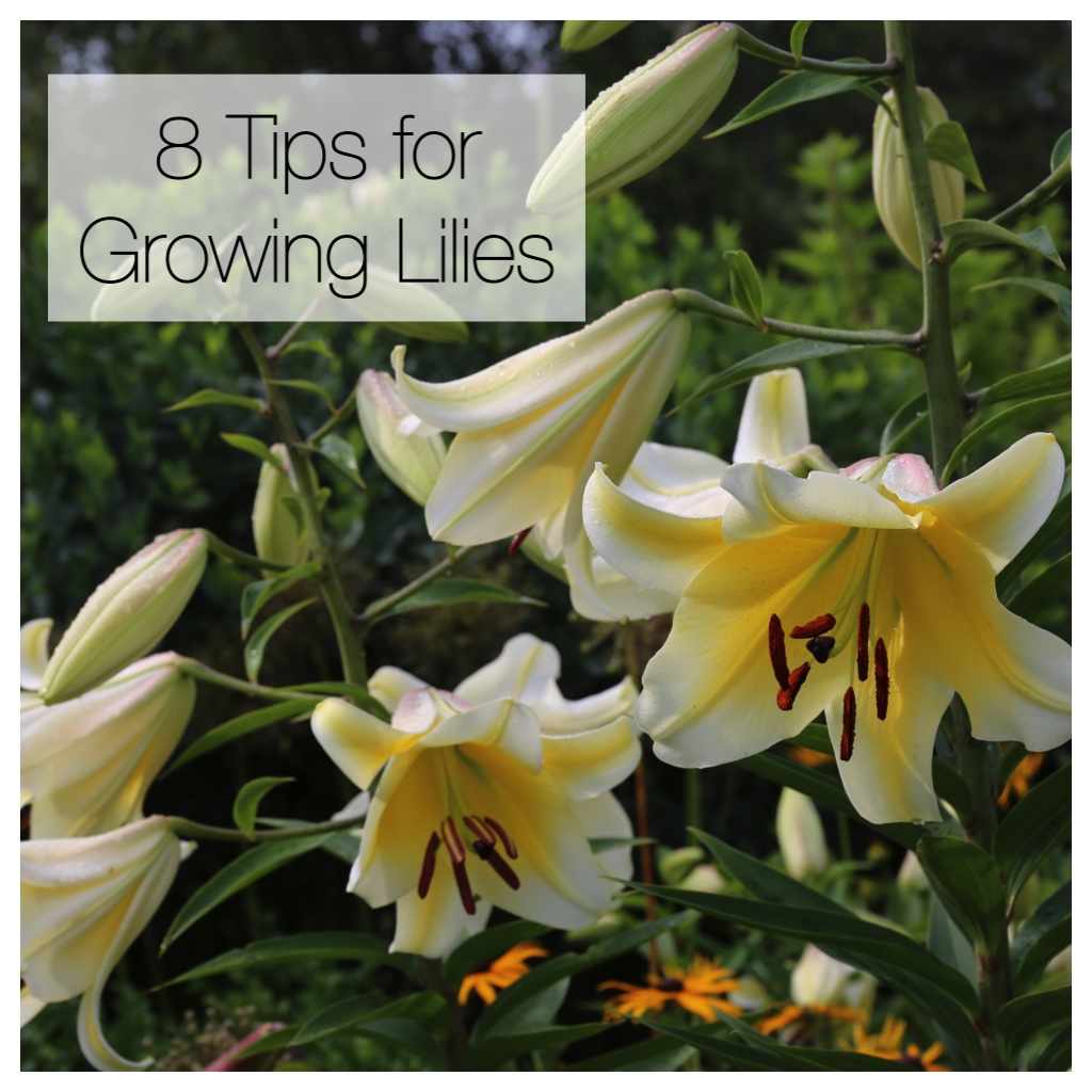 8 Tips for Growing Better Lilies