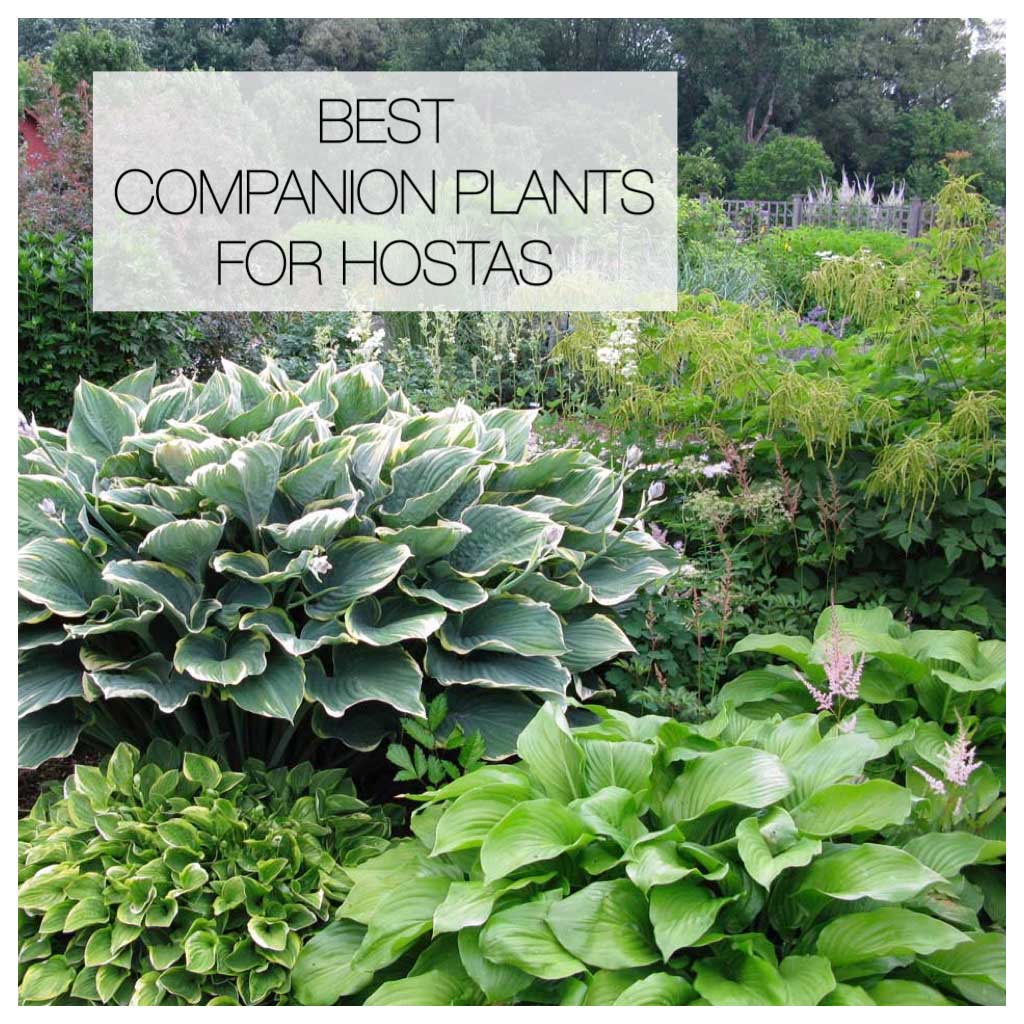 12 Best Companion Plants for Hostas