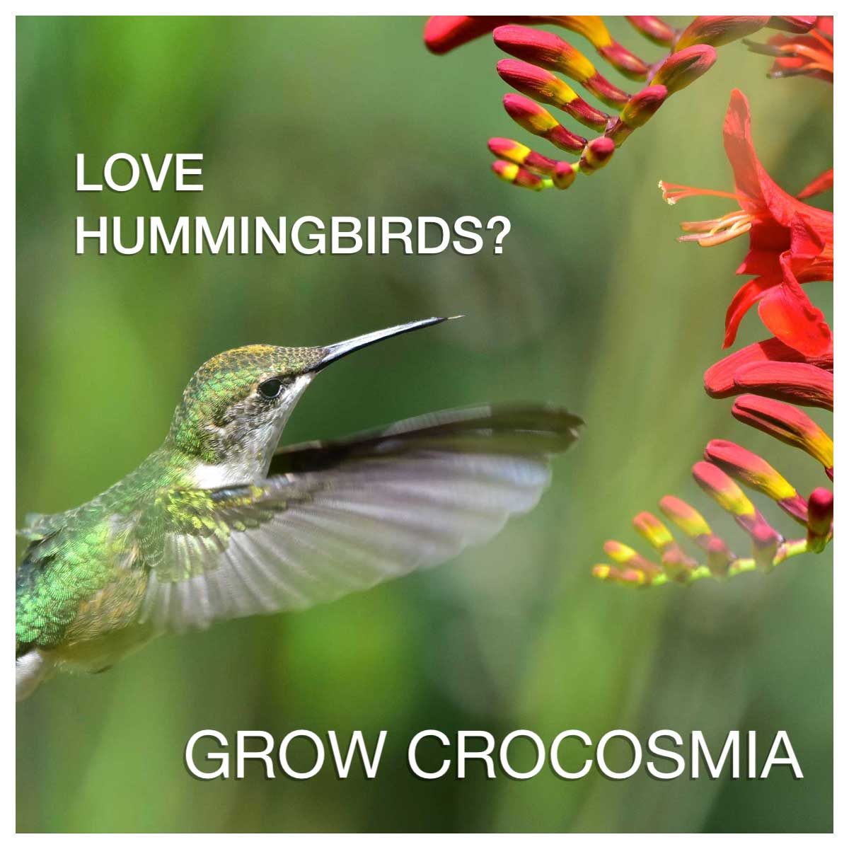 Love Hummingbirds? Grow Some Crocosmia!