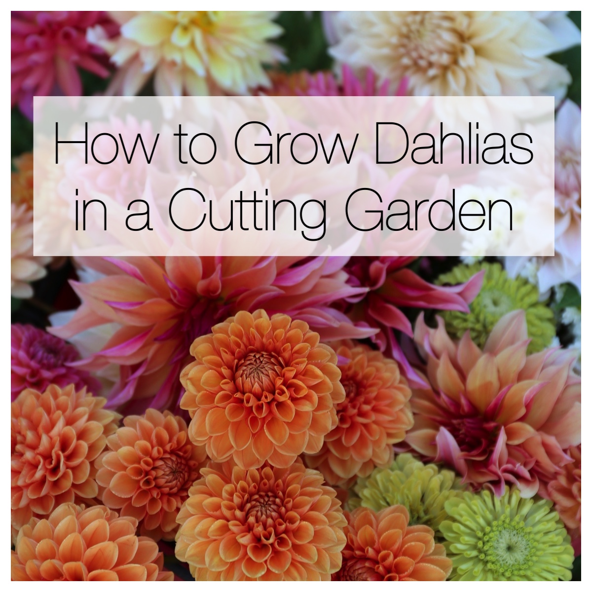 How to Grow Dahlias in a Cutting Garden