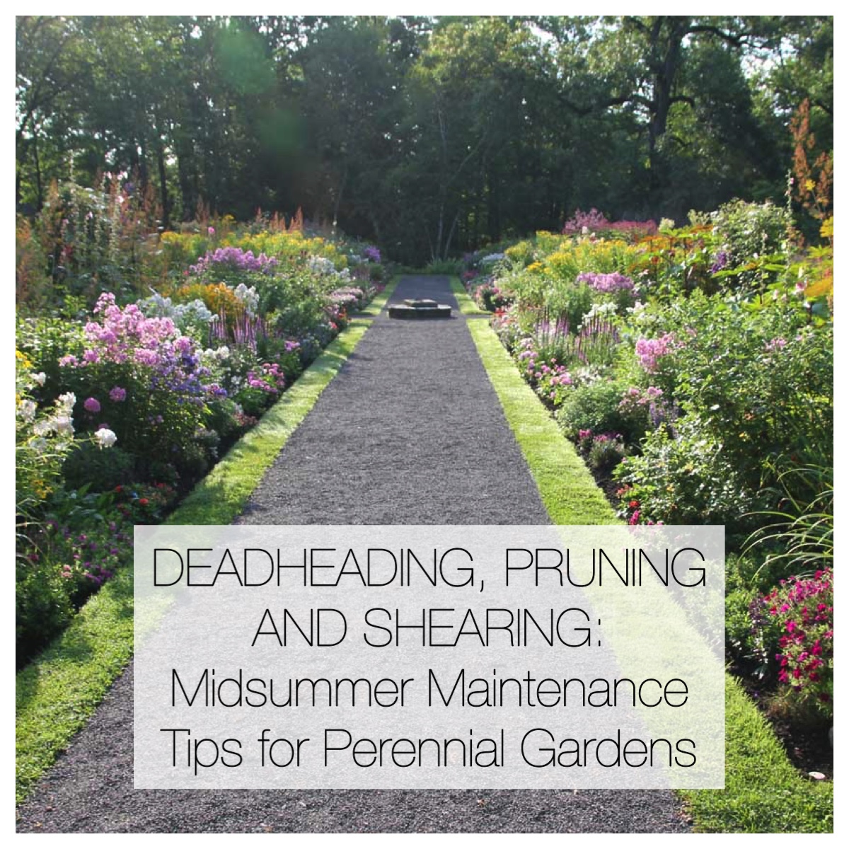 Midsummer Maintenance Tips for Perennial Gardens