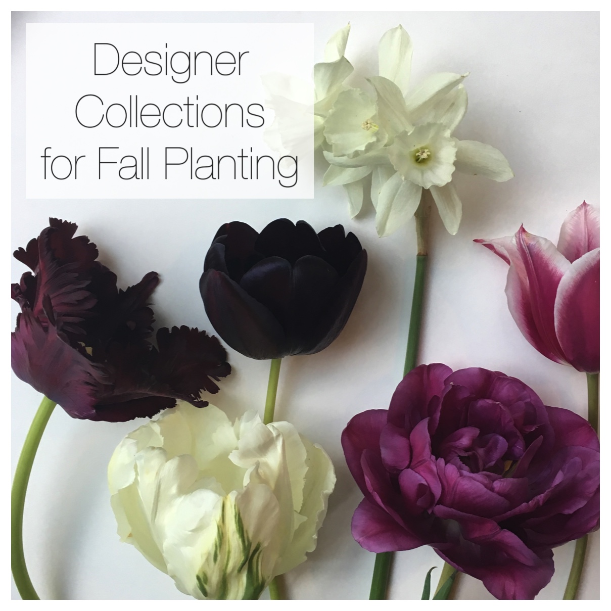 New Flirty Fleurs Designer Collections for Fall Planting