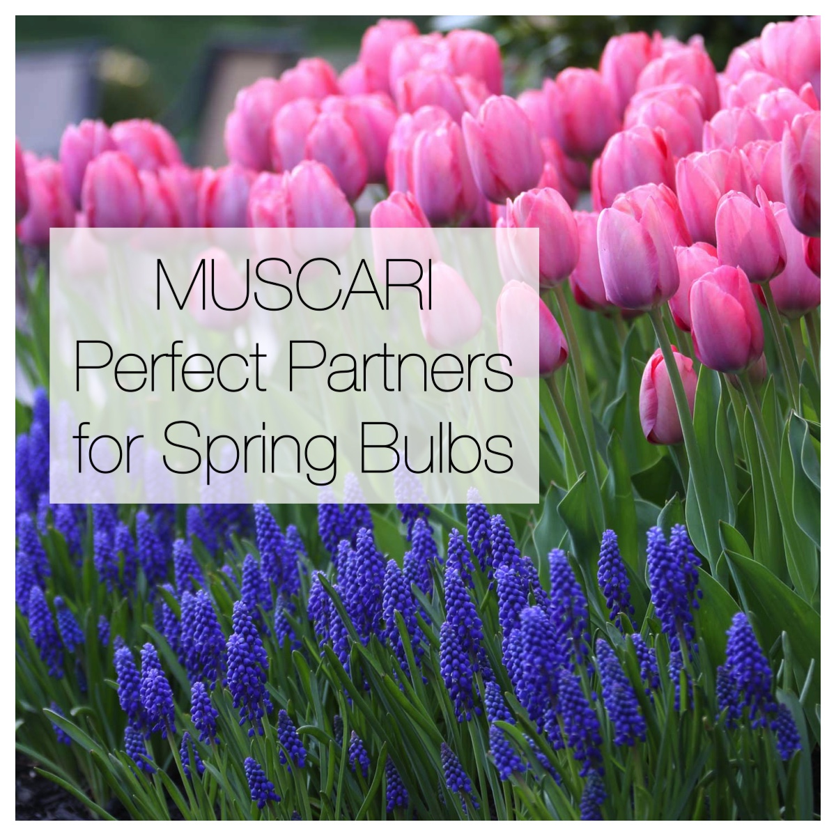Muscari: Perfect Partners for Spring Bulbs