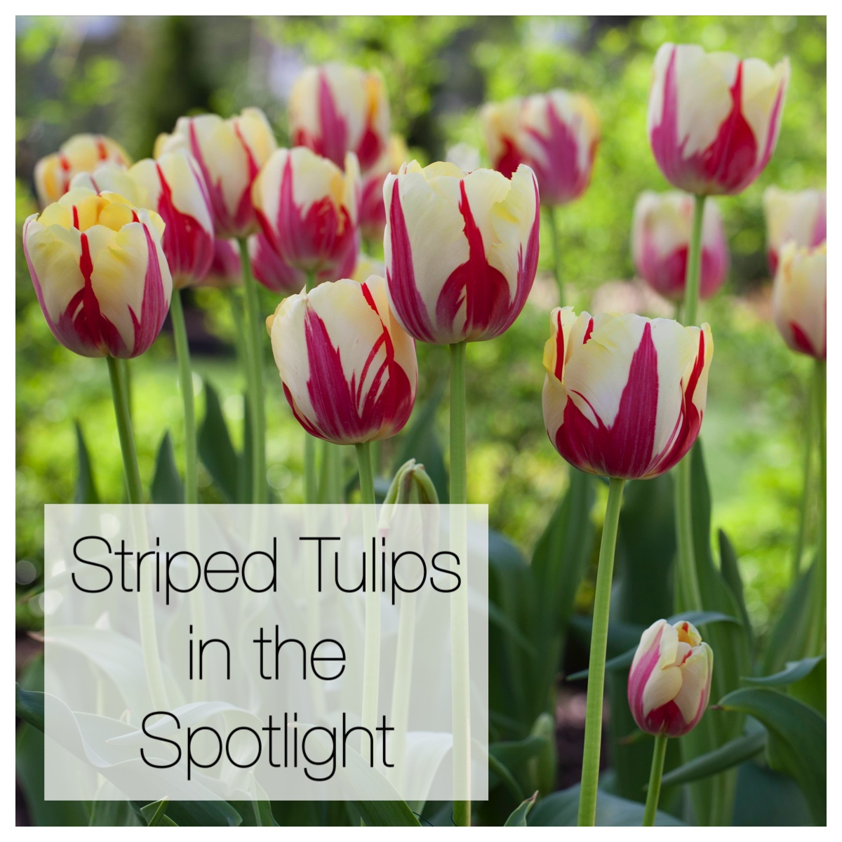 Striped Tulips in the Spotlight