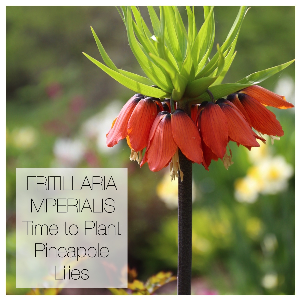 Fritillaria imperialis: Time to Plant Pineapple Lilies