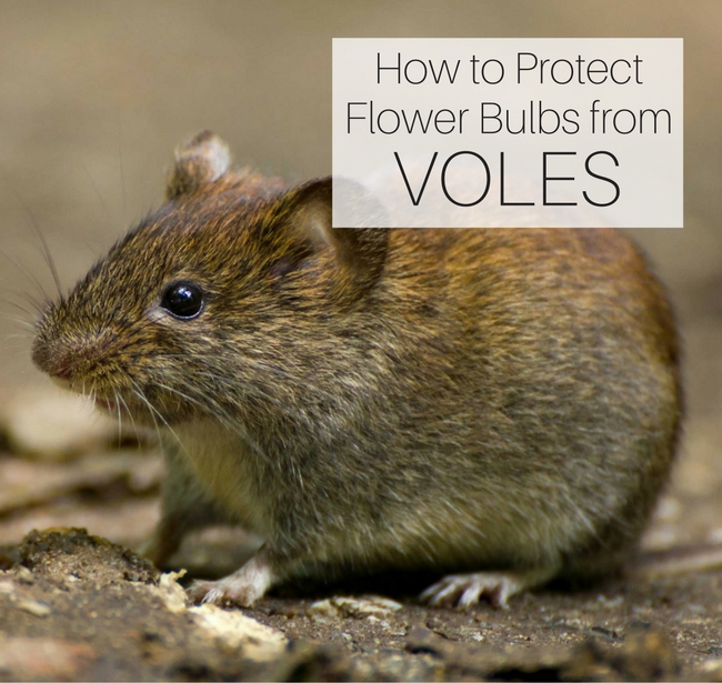 How to Protect Flower Bulbs from Voles