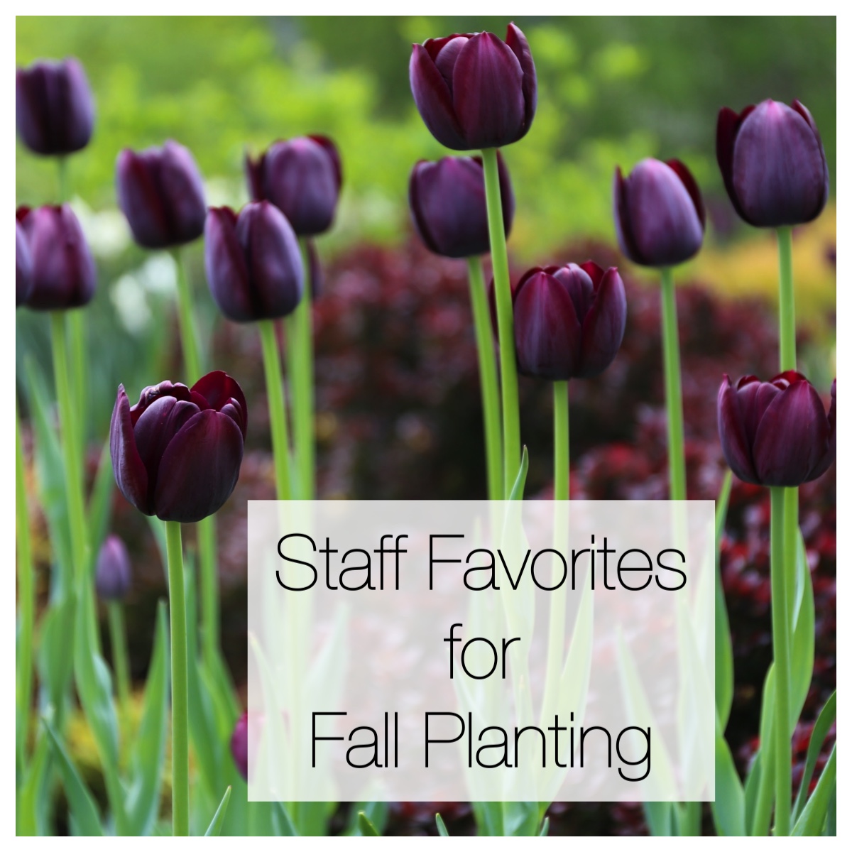 This Year's Staff Favorites for Fall Planting