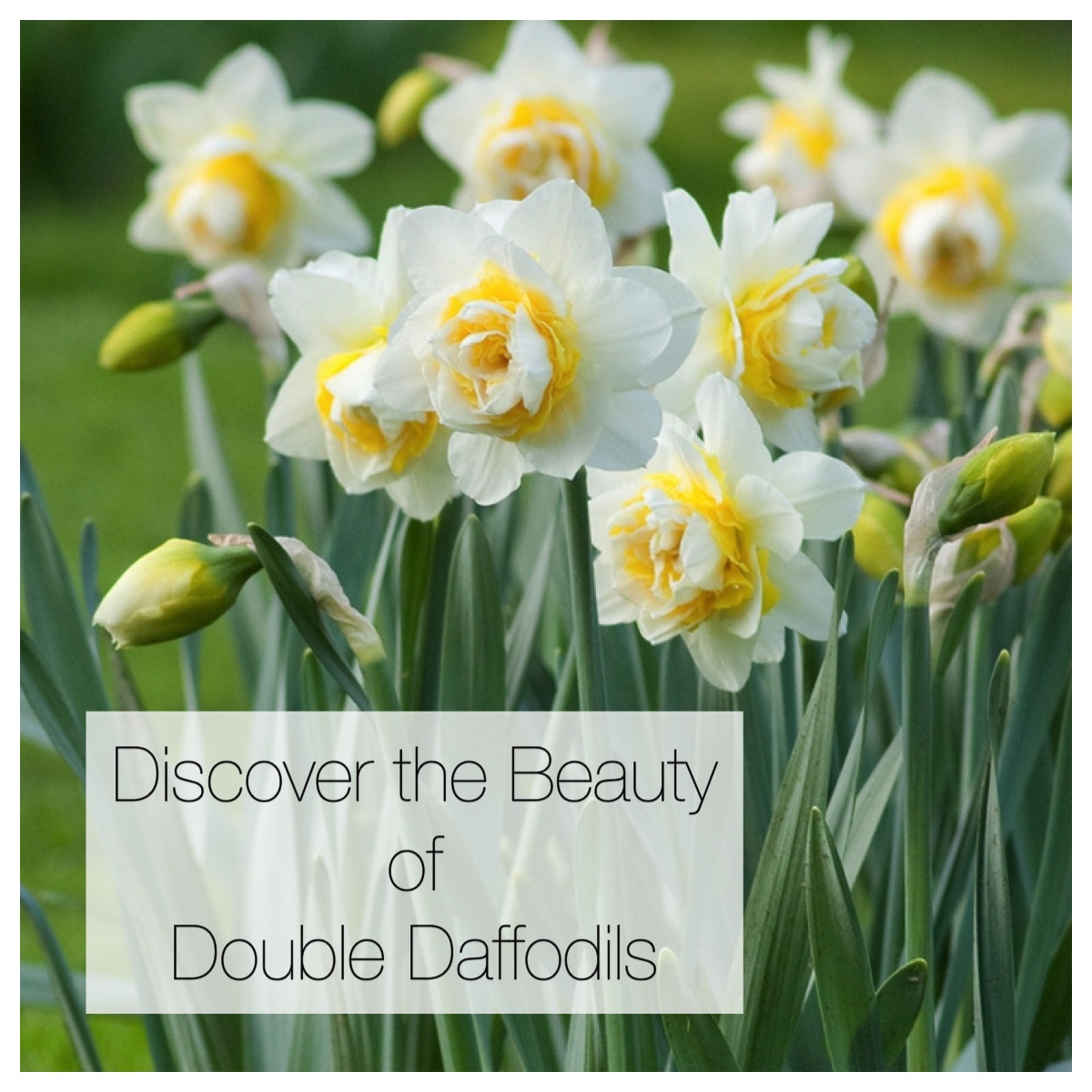 Discover the Beauty of Double Daffodils
