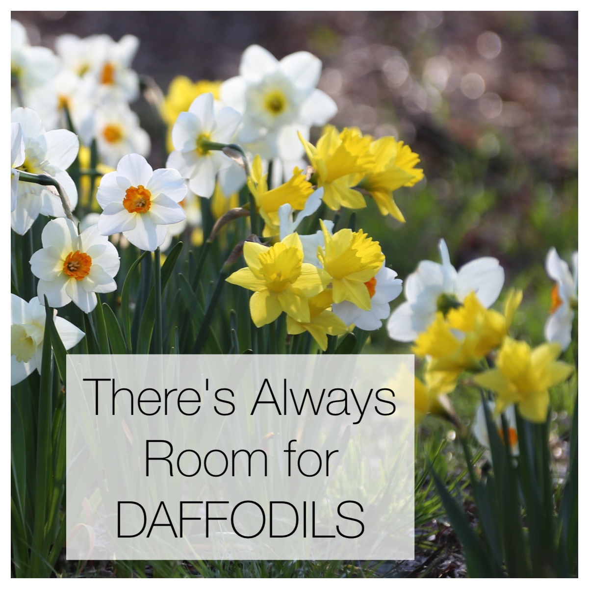 There's Always Room for Daffodils
