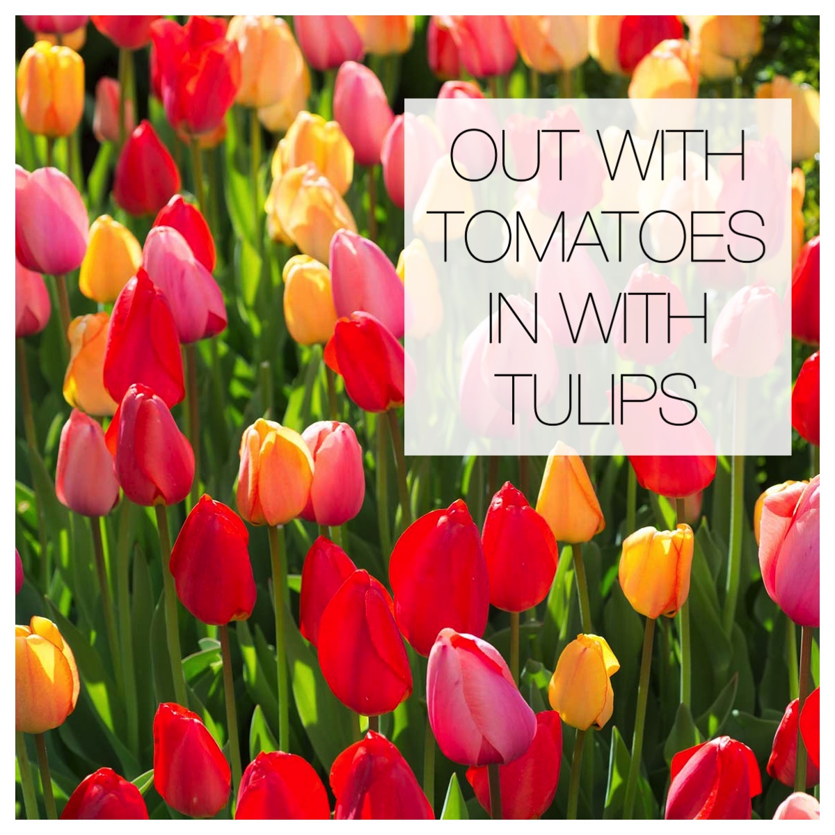 Out with the Tomatoes, In with the Tulips