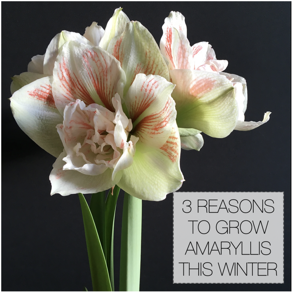 Three Reasons to Grow Amaryllis Bulbs This Winter