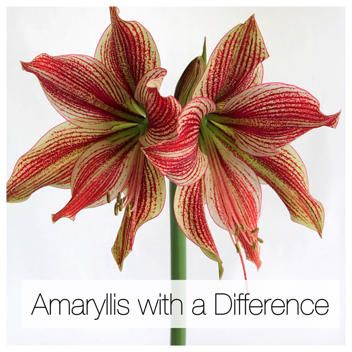 Amaryllis With a Difference: Unusual Colors and Flower Styles
