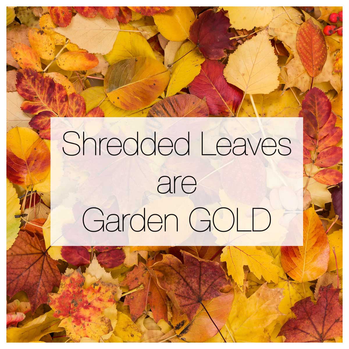 Shredded Leaves are Garden Gold