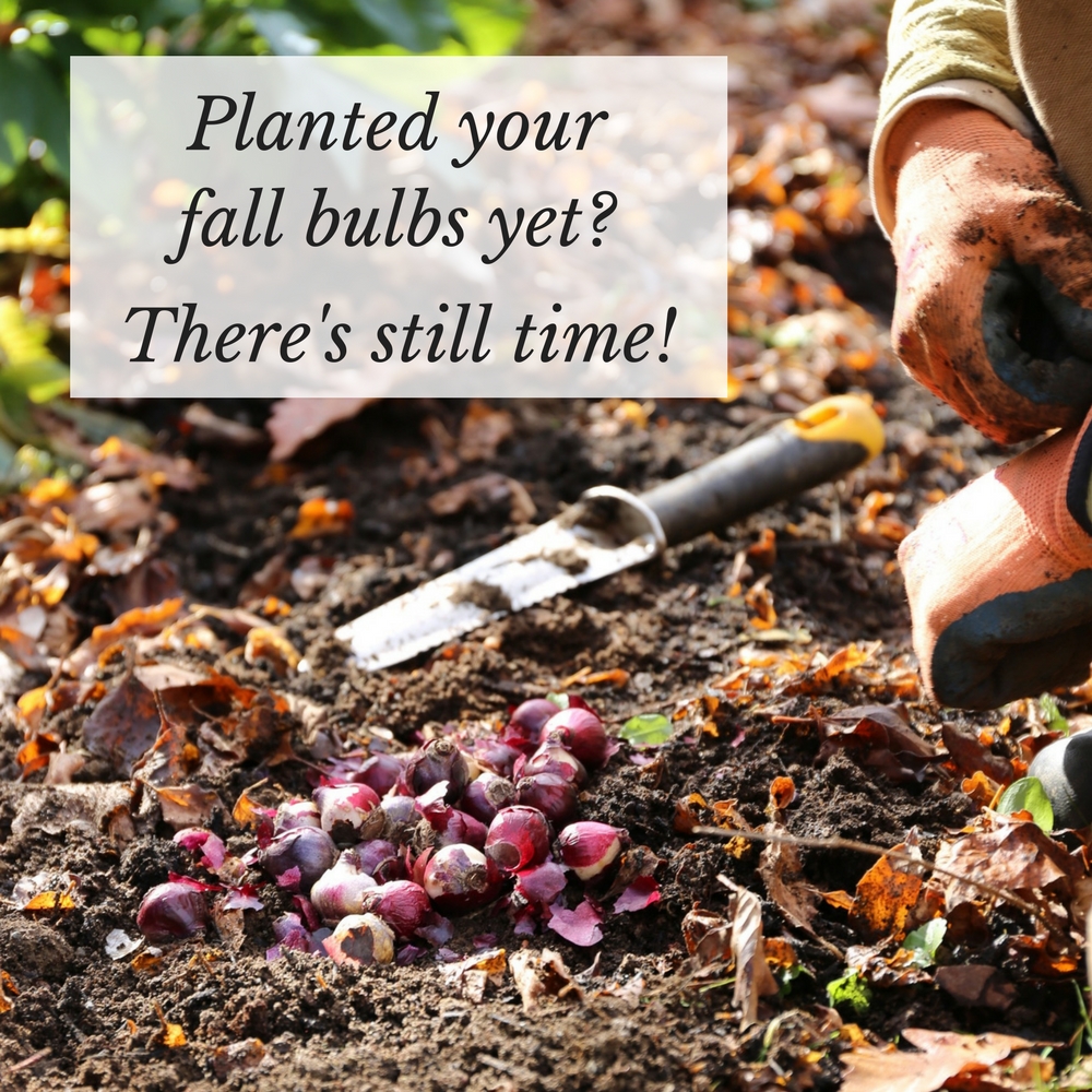 Planted Your Fall Bulbs Yet? There's Still Time!
