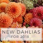 New Dahlias for 2018